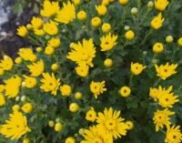 Тепло утримається в Україні найближчими днями, у п’ятницю припиняться дощі