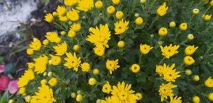 Тепло утримається в Україні найближчими днями, у п’ятницю припиняться дощі