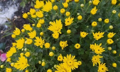 Тепло утримається в Україні найближчими днями, у п’ятницю припиняться дощі